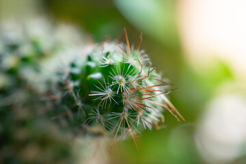 cactus, vegetacion, primavera