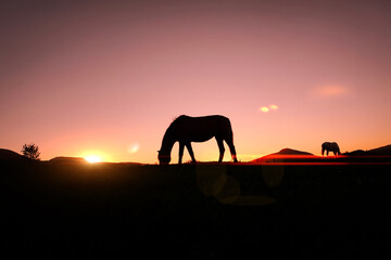 Fototapeta na wymiar horse grazing in the meadow and sunset background in summertime