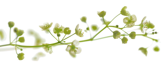 Obraz premium Ethereal Blossoms in Motion