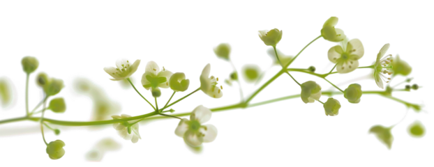 Ethereal Blossoms in Motion