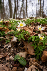 Buschwindröschen begrüßen den Frühling 3