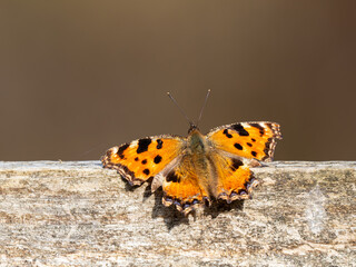 Large Tortoiseshell Butterfly Resting with its Wings Open