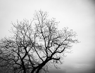 dark tree