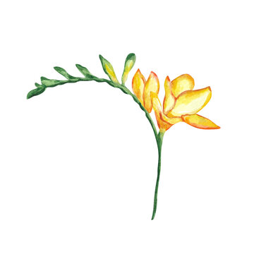 Watercolor yellow freesia with green stem and buds Spring summer flower For postcard invitation design Women's day Mother's day 2024 birthday wrapping paper wallpaper sticker decor Floral Botanical