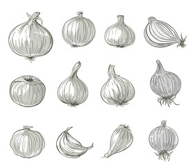 Onions collection. Sketch isolated onion, grayscale elements. Cartoon fresh garden plants. Root vegetable, agriculture harvest vector clipart