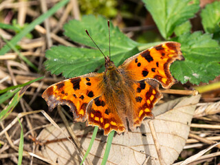 Comma Butterfly With its Wings Open