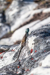 Small beautiful cute colorful lizard in wild nature on stone. Reptile yellow brown color body, turquoise blue green head. Summer animal wildlife background. side view, close up lacertian. South Africa