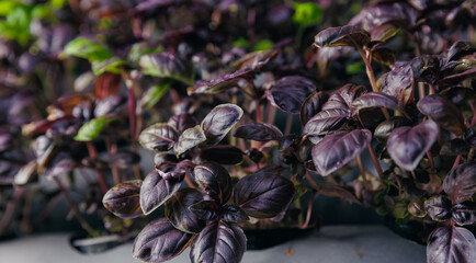 Fresh eco basil are growing in indoor vertical farm with led lights. Sustainable hydroponic agriculture for future food