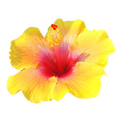 red and yellow hibiscus flower isolated image