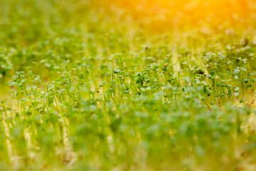 Macro baby arugula sprouts are grown for vertical hydroponic farm in greenhouse plants, led violet lights