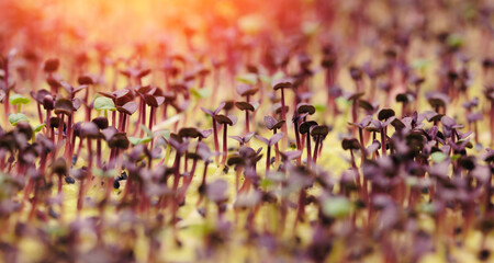 Macro photo of basil sprouts are grown for vertical hydroponic farm in greenhouse plants, led...