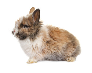 Fluffy rabbit isolated on white. Cute pet