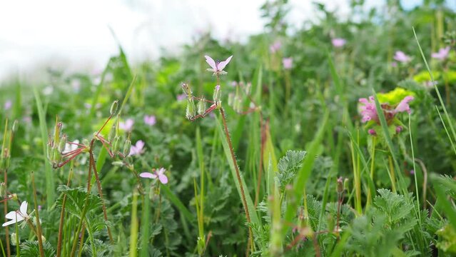 Erodium cicutarium, common storks-bill, redstem filaree, redstem stork bill or pinweed is a herbaceous flowering plant of the family Geraniaceae. Grassland, meadow or hayfield. Springtime in Serbia