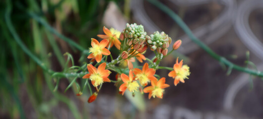 bouquet de petites fleurs orangées