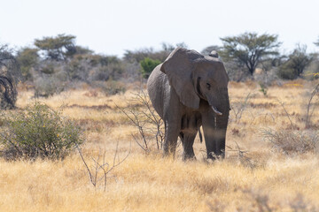 Telephoto shot of one giant African Elephant -Loxodonta Africana- grazing on the plains of Etosha National Park, Namibia.