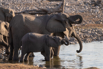 Obraz premium Telephoto shot of a herd of African Elephant -Loxodonta Africana- taking a bath in a waterhole in Etosha national Park.