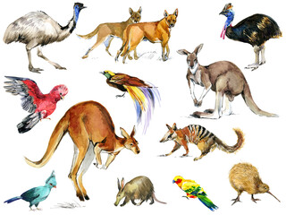 Australia animal and bird watercolor set. Hand drawn  realistic collection of Astralian wildlife fauna set.