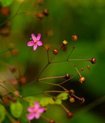 Flor do campo