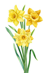 Spring flower bouquet watercolor botanical painting. Hand painted colorful floral composition, yellow narcissus