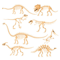 Fototapeta na wymiar Dinosaur skeletons. Dinosaurs bone isolated skeleton, dino reptile evolution standing fossil artefact ancient animal brontosaurus diplodocus