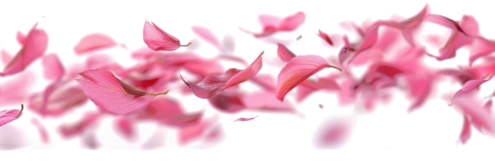 Blurry Petals Twisting in Flight