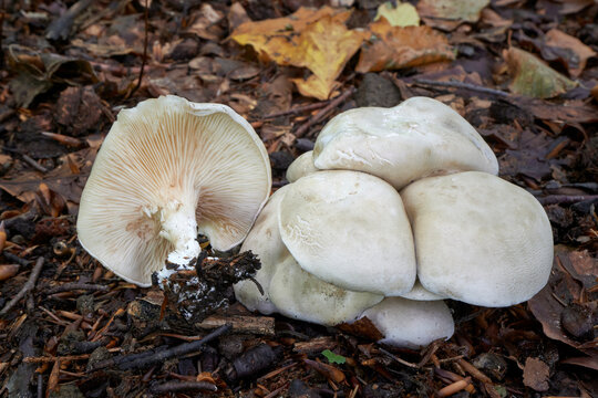 Clitopilus prunulus