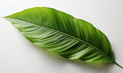 Close-Up of Green Leaf on White Background