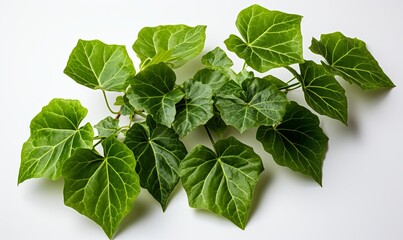 Green Leaves Scattered on White Surface