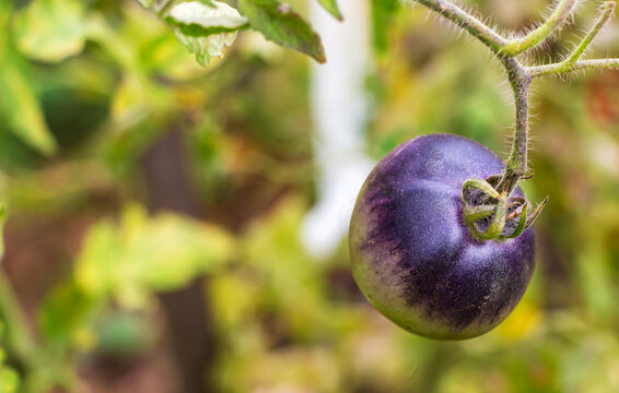 Sweet juicy black tomato ripening on a branch in a greenhouse