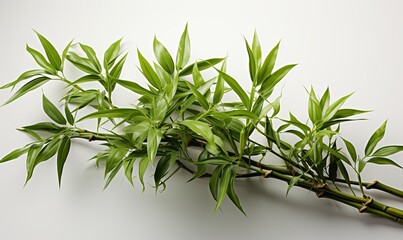Green Bamboo Leaves on White Surface