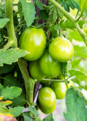 Unripe green tomatoes on a branch in a vegetable garden
