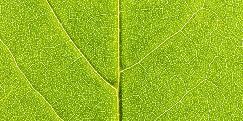 Green leaf texture. Spring background. Macro photography. Eco concept.