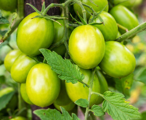 Unripe green tomatoes on a branch in a vegetable garden