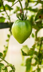 Unripe green tomatoes on a branch in a vegetable garden