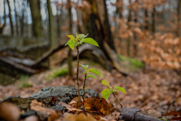 spring in the woods