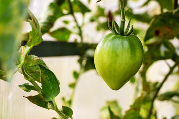 Unripe green tomatoes on a branch in a vegetable garden