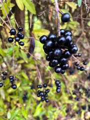 Black grapes hanging in a bush.