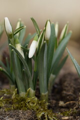 Common snowdrop just before blooming, early spring flower on bokeh background, snowdrops in buds,...