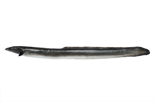 conger isolated on white background