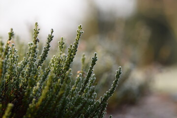 Heathers shrubs somewhat frosted in early spring, heather shrub on bokeh spring garden background, selective focus, closeup.