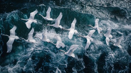 From the sky, swans weave through water, their synchrony a testament to the beauty of untamed nature - obrazy, fototapety, plakaty