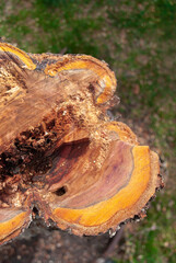 Plum cut down tree close up on the background blur green grass