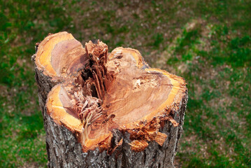 Plum tree trunk, cut down stump close up on the background blur green grass