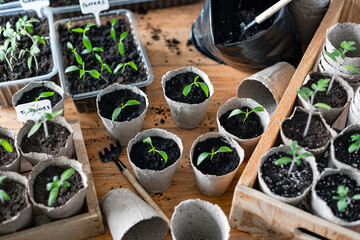 Tomato and pepper seedlings in peat cups. Preparing plants for growing in open ground. Home gardening concept - 767270748