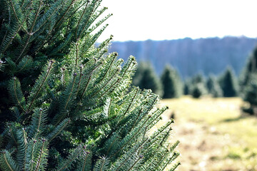 A closeup of pine trees in a Christmas tree lot.