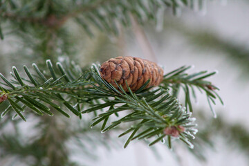 A small pinecone sitting on a frozen pine branch.