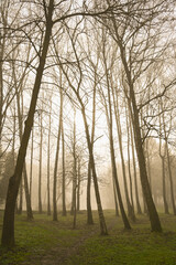park alley spring trees in the fog