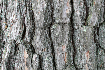 A closeup image of bark on a tree. See the texture of the bark.