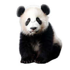 Panda on transparent background 