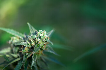 Macro shot of flowering cannabis indica sativa bud. Trichomes and hairs of marijuana bud flower. Medical cannabis growing concept - 767272127